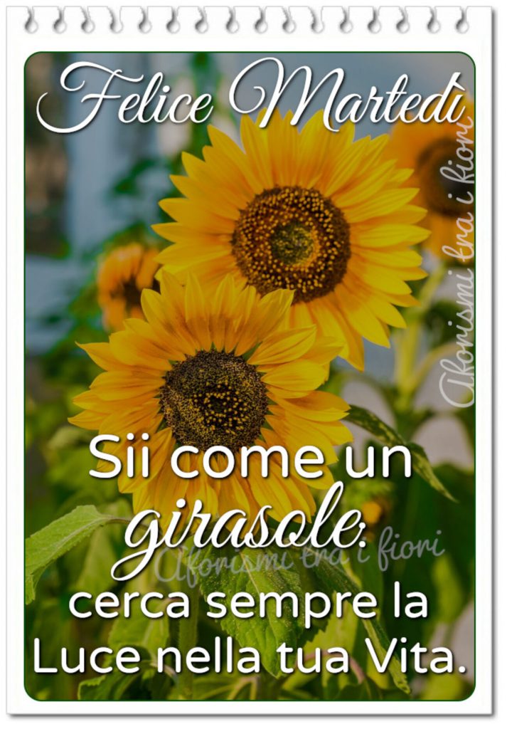 Felice Martedì. Sii come un girasole: Cerca sempre la luce nella tua vita. (Aforismi tra i fiori)