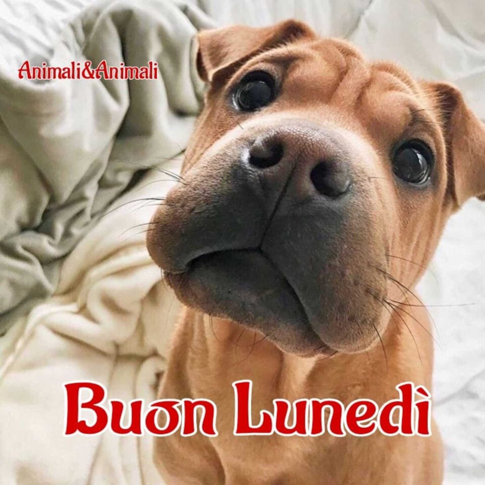 Buon Lunedì e Buon Inizio Settimana immagini - Buongiorno.gratis